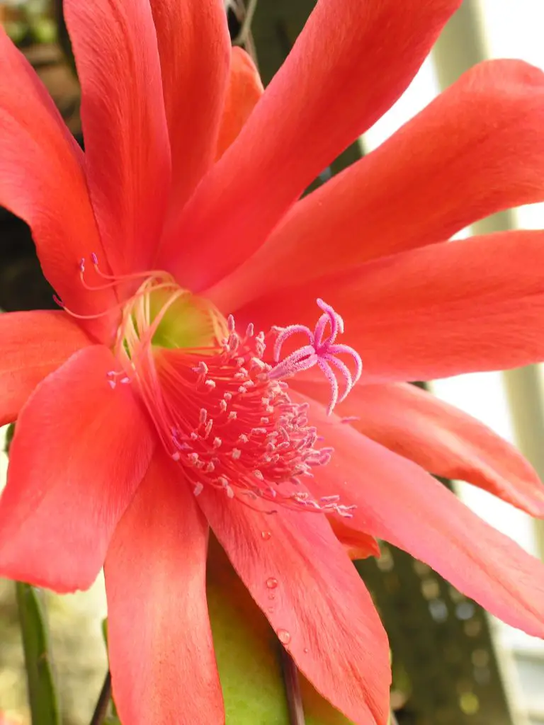 Disocactus Speciosus (El cactus del sol)