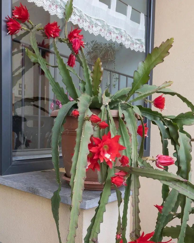Disocactus Speciosus (El cactus del sol) Disocactus Speciosus (El cactus del sol)