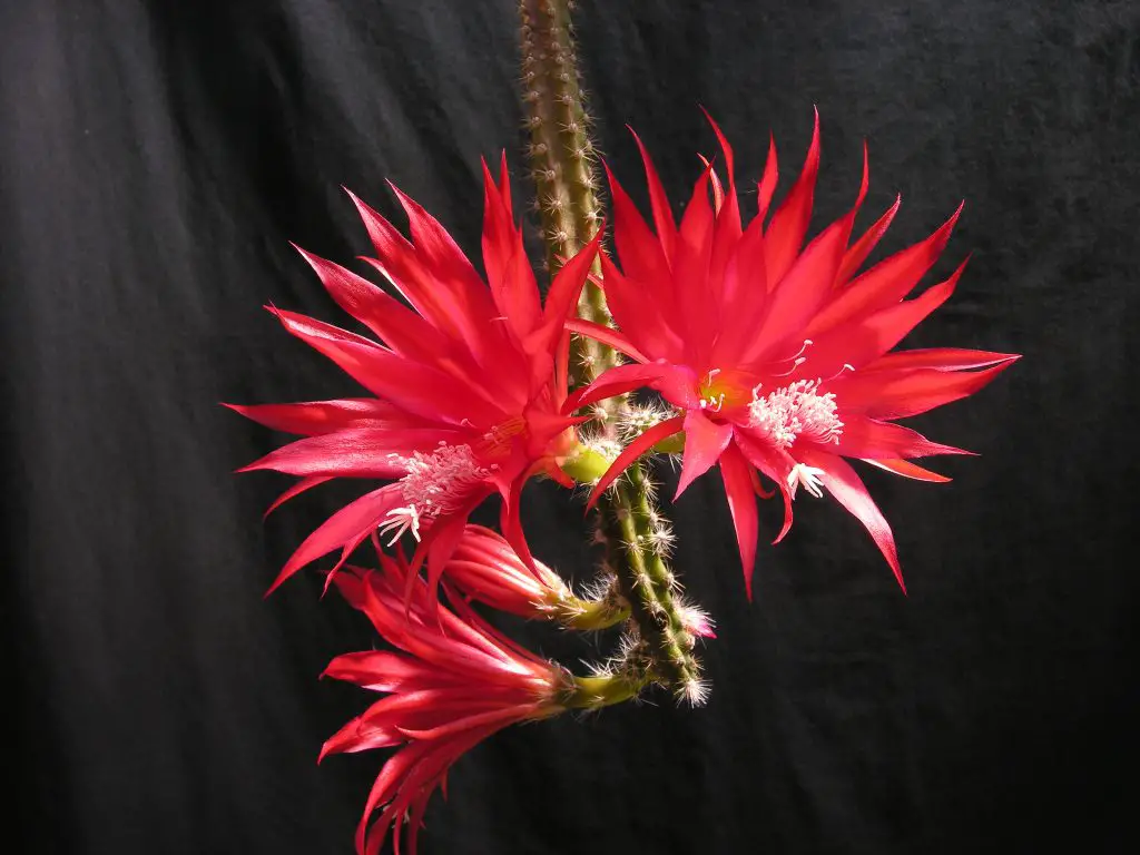 Disocactus Speciosus (El cactus del sol) Disocactus Speciosus (El cactus del sol)