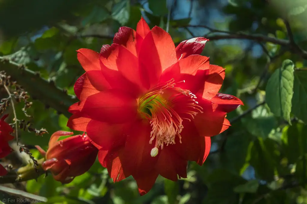 Disocactus Speciosus (El cactus del sol)