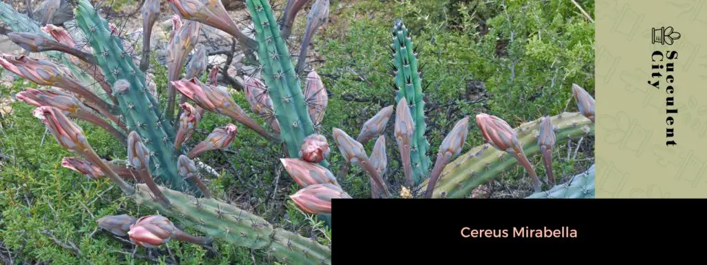 El género “Cereus”.