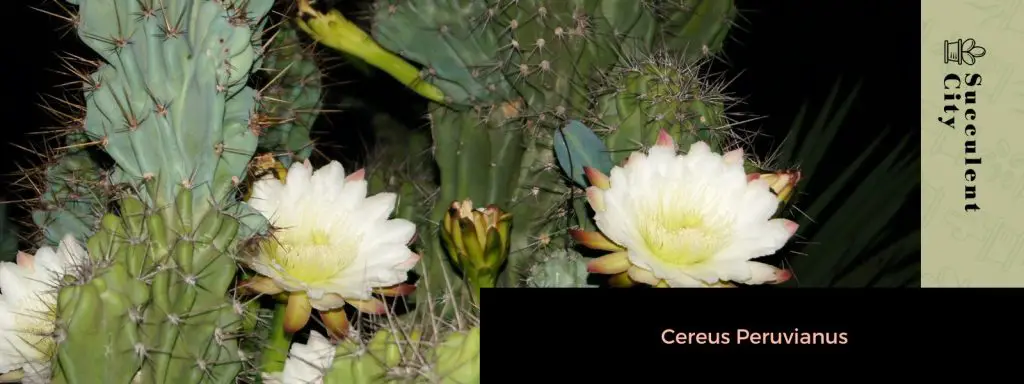 El género “Cereus”.