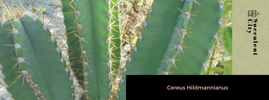 El género “Cereus”.