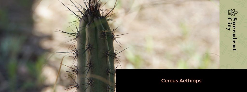 El género “Cereus”. El género “Cereus”.