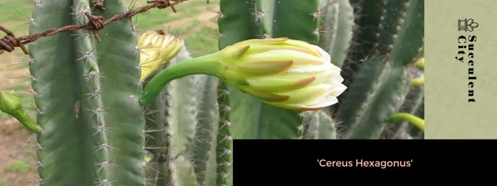 El género “Cereus”. El género “Cereus”.