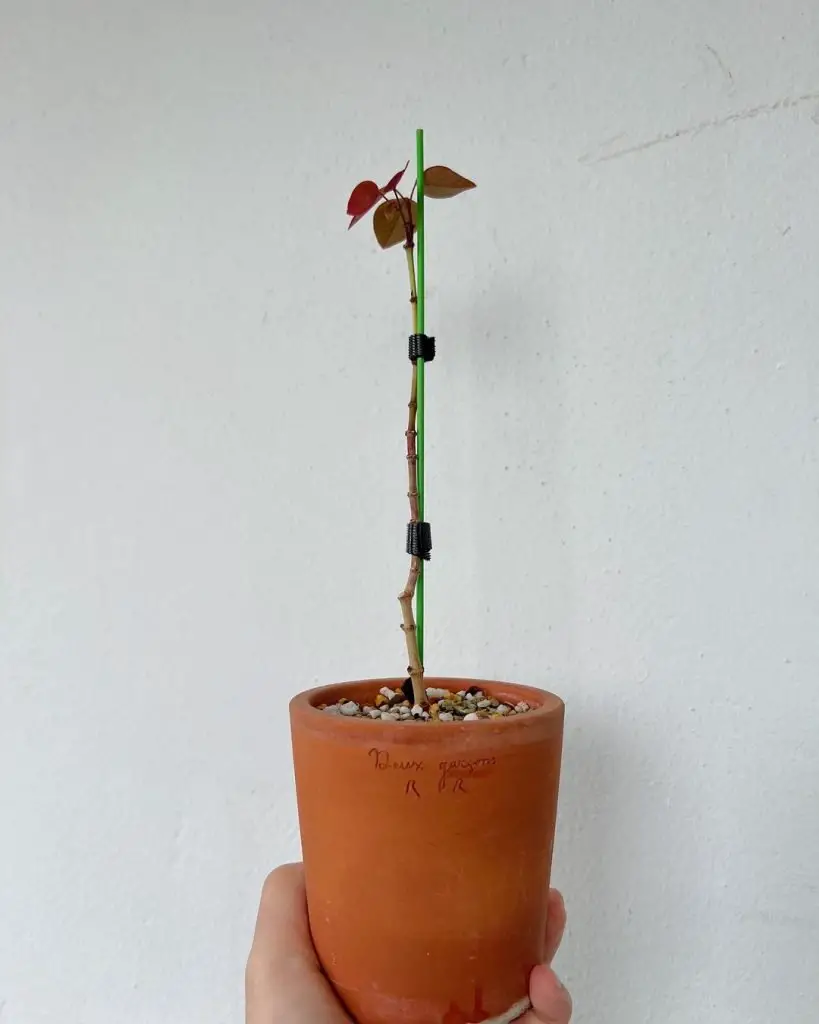 Euforbia Cotinifolia Euforbia Cotinifolia