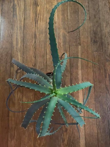 La planta de la antorcha 'Aloe Arborescens'