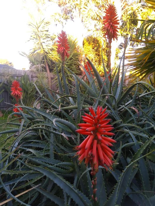 La planta de la antorcha 'Aloe Arborescens'