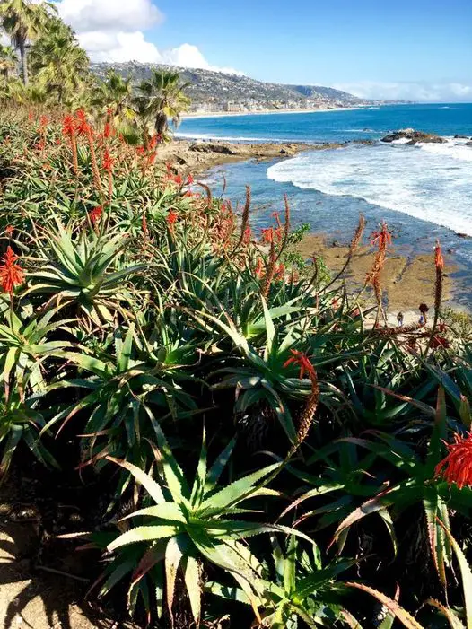 La planta de la antorcha 'Aloe Arborescens'