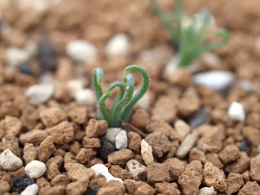 La hierba espiral “Albuca Namaquensis”