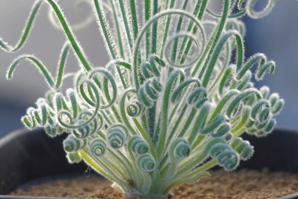 La hierba espiral “Albuca Namaquensis” La hierba espiral “Albuca Namaquensis”