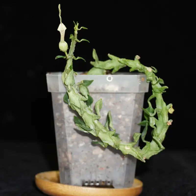Ceropegia Simoneae Ceropegia Simoneae