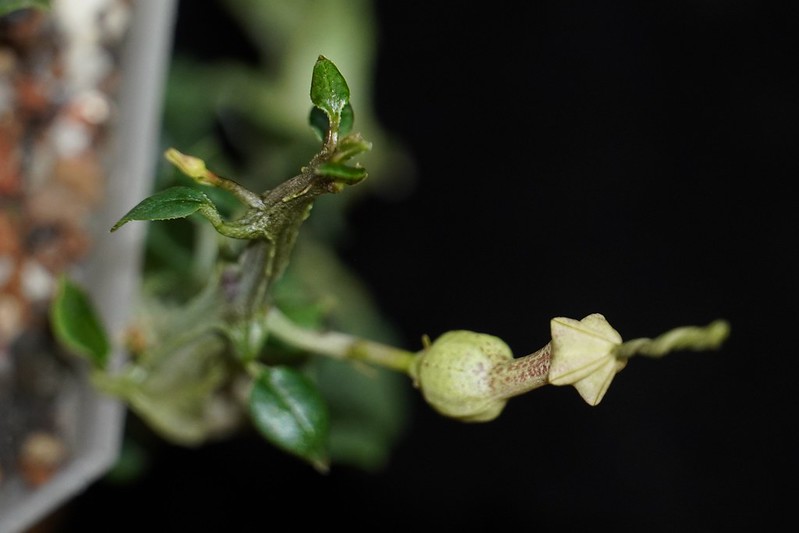 Ceropegia Simoneae