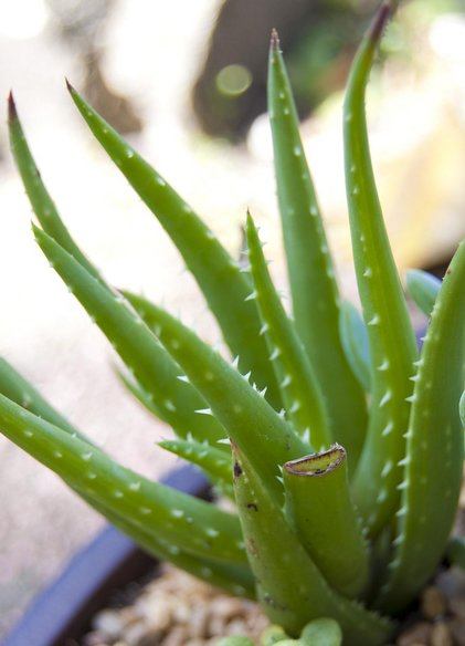 Aloe 'Crosby's prolífico'