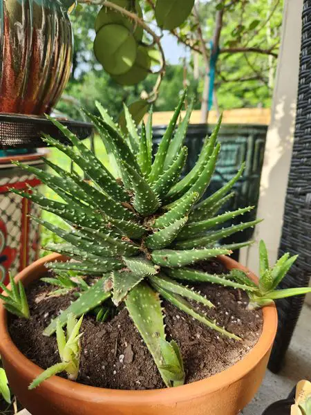 Aloe 'Crosby's prolífico' Aloe 'Crosby's prolífico'