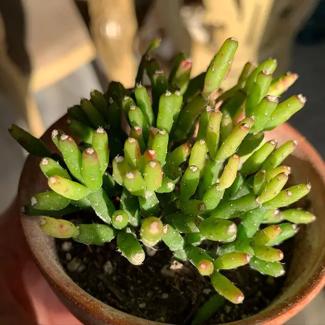 El cactus coralino 'Rhipsalis Cereuscula' El cactus coralino 'Rhipsalis Cereuscula'