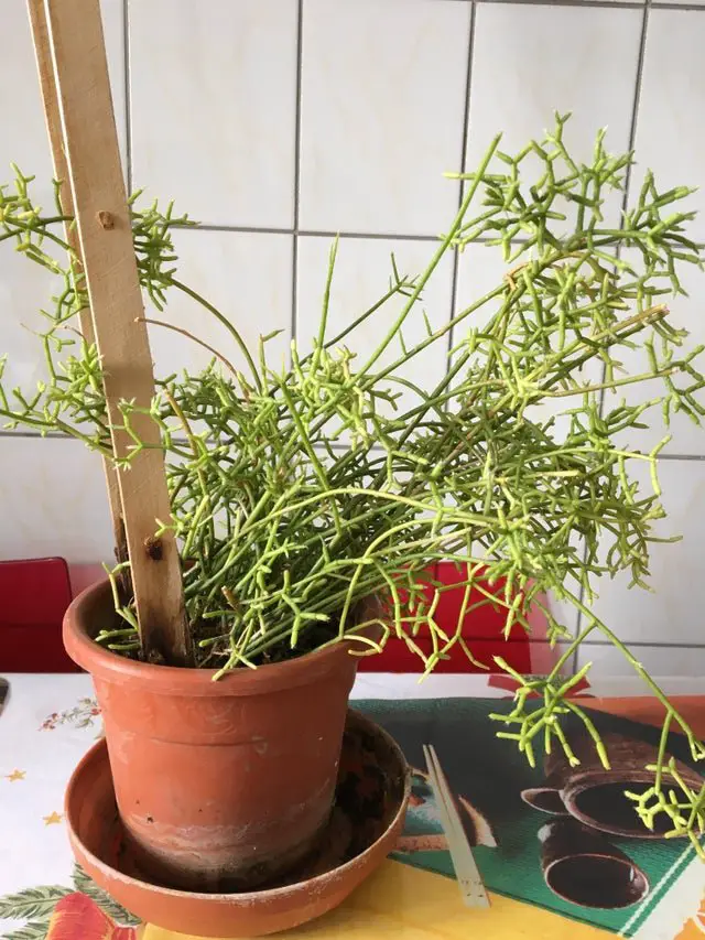 El cactus coralino 'Rhipsalis Cereuscula' El cactus coralino 'Rhipsalis Cereuscula'