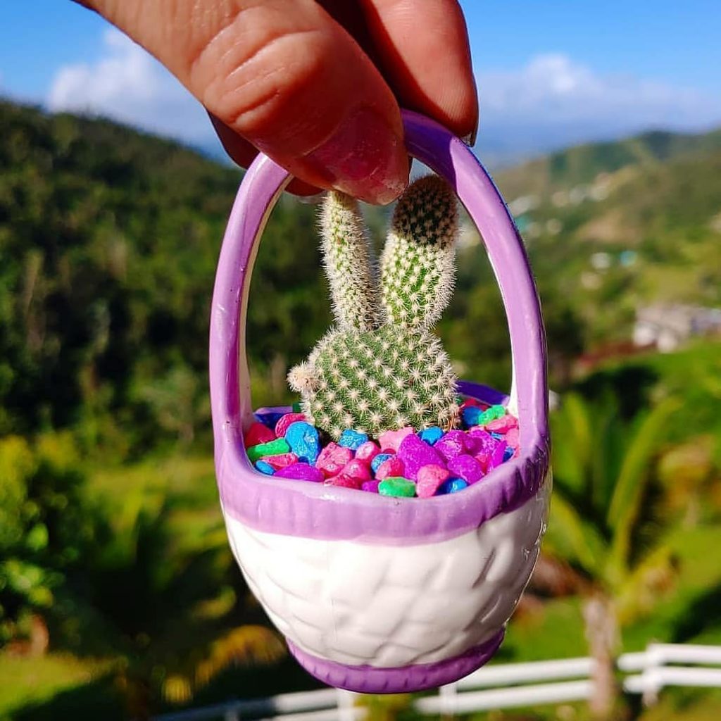 El cactus oreja de conejo 'Opuntia Microdasys' El cactus oreja de conejo 'Opuntia Microdasys'