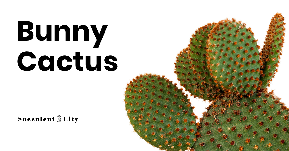 El cactus oreja de conejo 'Opuntia Microdasys'