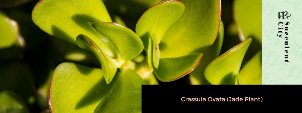 Dracaena de lima-limón Dracaena de lima-limón