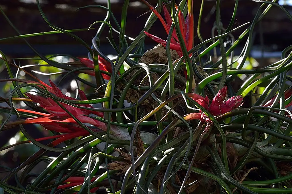 7 plantas de aire adecuadas para principiantes 7 plantas de aire adecuadas para principiantes