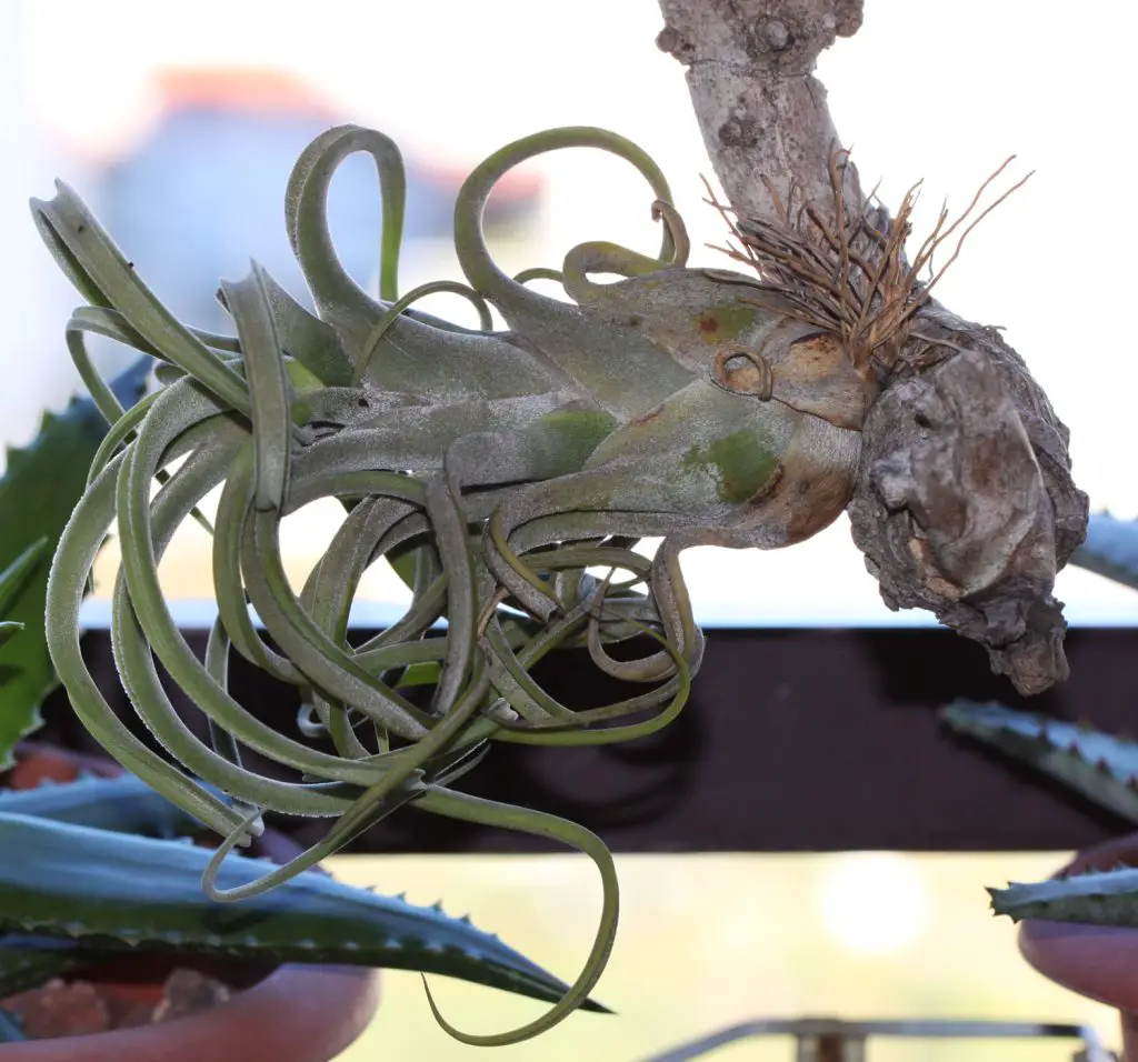 7 plantas de aire adecuadas para principiantes 7 plantas de aire adecuadas para principiantes
