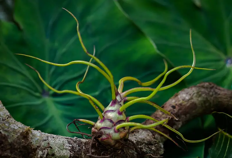 7 plantas de aire adecuadas para principiantes 7 plantas de aire adecuadas para principiantes