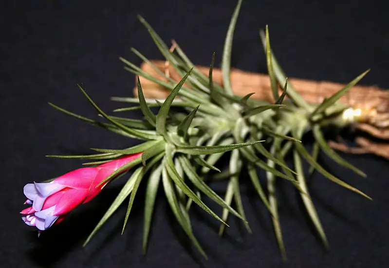 7 plantas de aire adecuadas para principiantes 7 plantas de aire adecuadas para principiantes