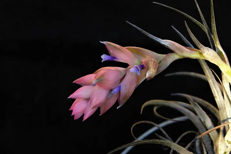 7 plantas de aire adecuadas para principiantes 7 plantas de aire adecuadas para principiantes