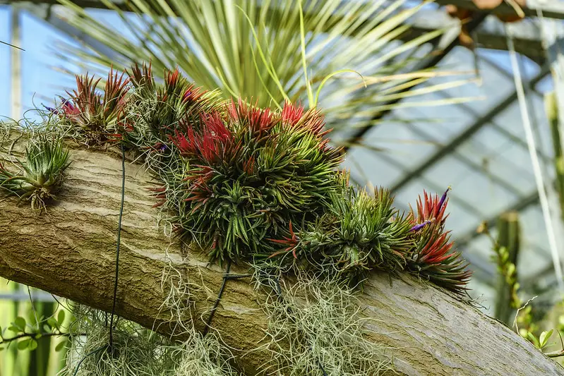 7 plantas de aire adecuadas para principiantes 7 plantas de aire adecuadas para principiantes