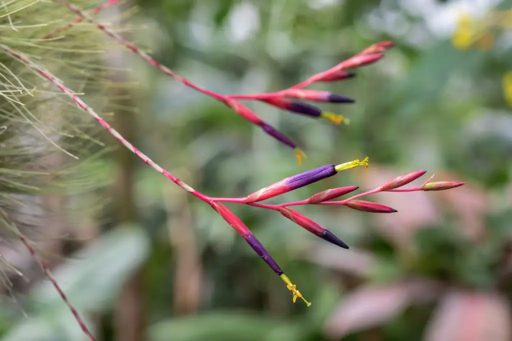 7 plantas de aire adecuadas para principiantes