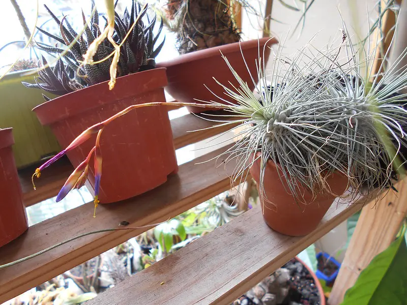 7 plantas de aire adecuadas para principiantes 7 plantas de aire adecuadas para principiantes