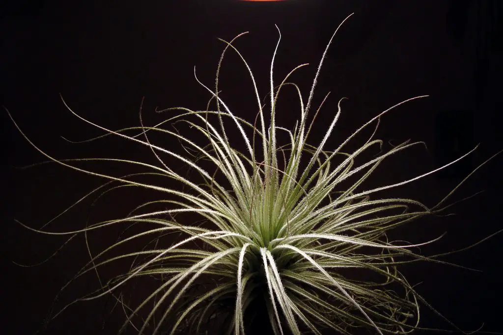 7 plantas de aire adecuadas para principiantes 7 plantas de aire adecuadas para principiantes