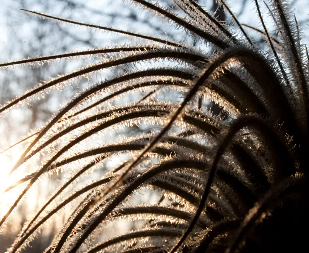 7 plantas de aire adecuadas para principiantes