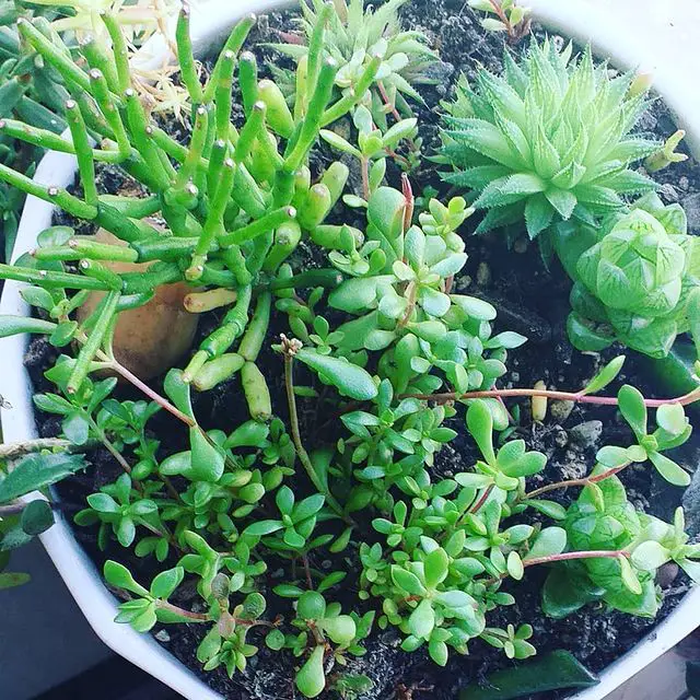 ¿Qué tan cerca puedes plantar suculentas? ¿Qué tan cerca puedes plantar suculentas?