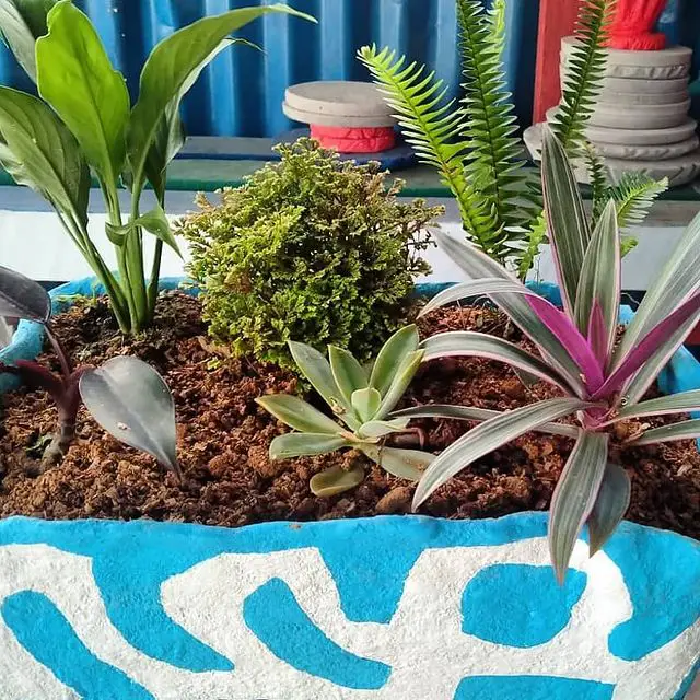 ¿Qué tan cerca puedes plantar suculentas? ¿Qué tan cerca puedes plantar suculentas?