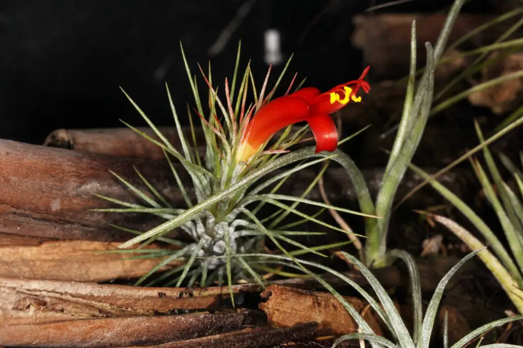 Tillandsia Funckiana Tillandsia Funckiana