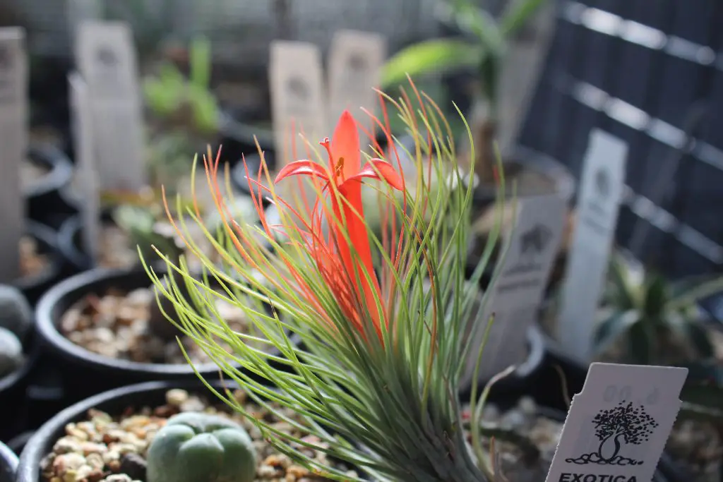 Tillandsia Funckiana