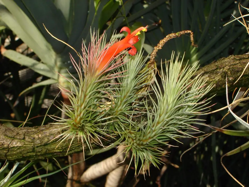 Tillandsia Funckiana Tillandsia Funckiana