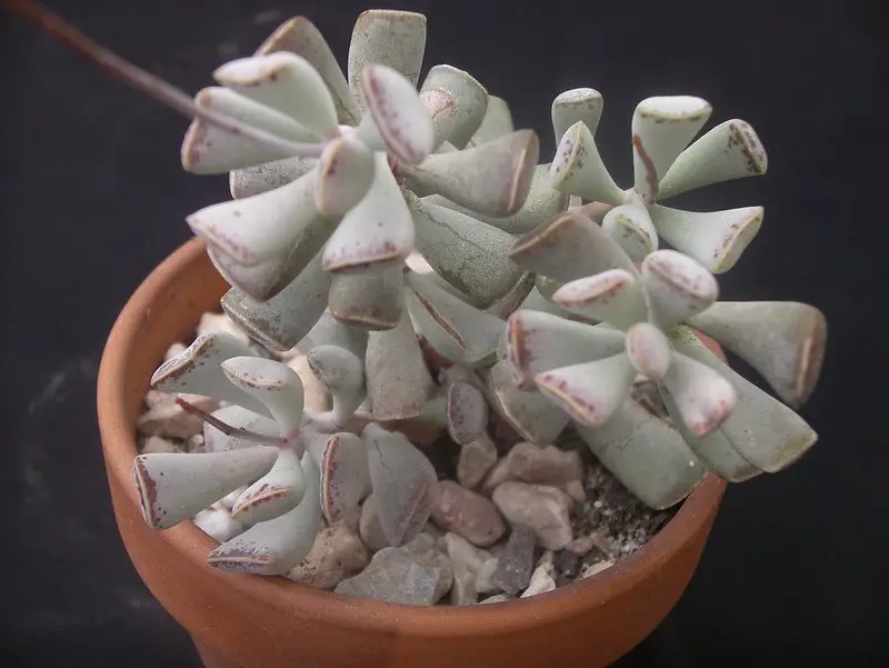 Adromischus triflorus Adromischus triflorus