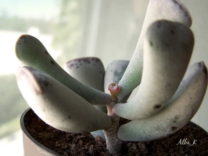 Adromischus triflorus Adromischus triflorus