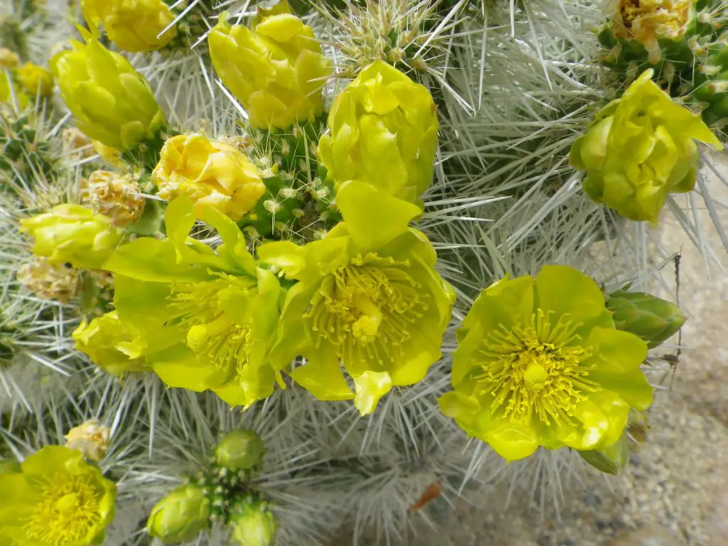 Cylindropuntia Whipplei (La cholla Whipple)