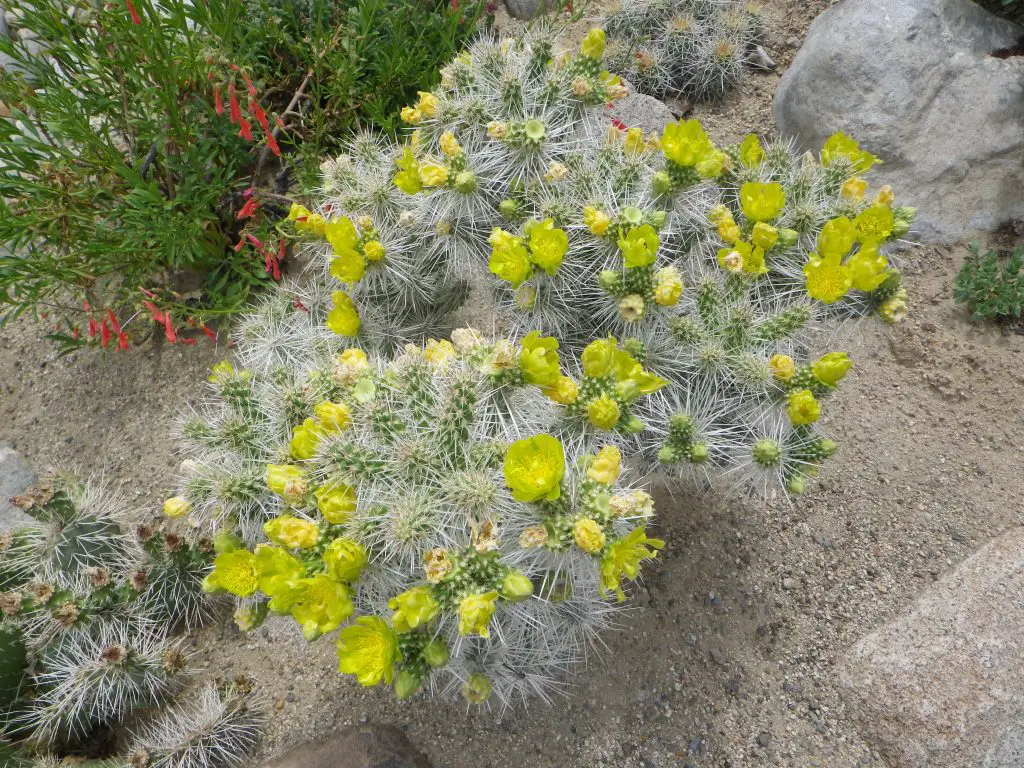 Cylindropuntia Whipplei (La cholla Whipple)