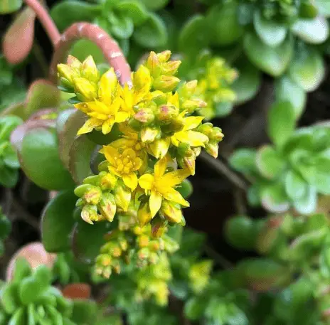 Sedum confusum Sedum confusum
