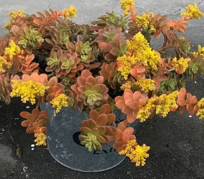 Sedum confusum Sedum confusum
