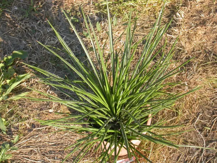 Agave Geminiflora (El hermoso agave de flores gemelas)