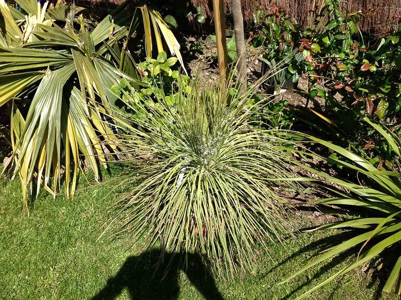 Agave Geminiflora (El hermoso agave de flores gemelas)