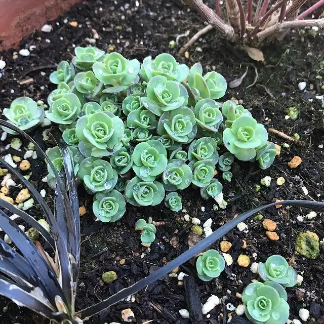 El Sedum Octubre Daphne 'Sedum Sieboldii' El Sedum Octubre Daphne 'Sedum Sieboldii'