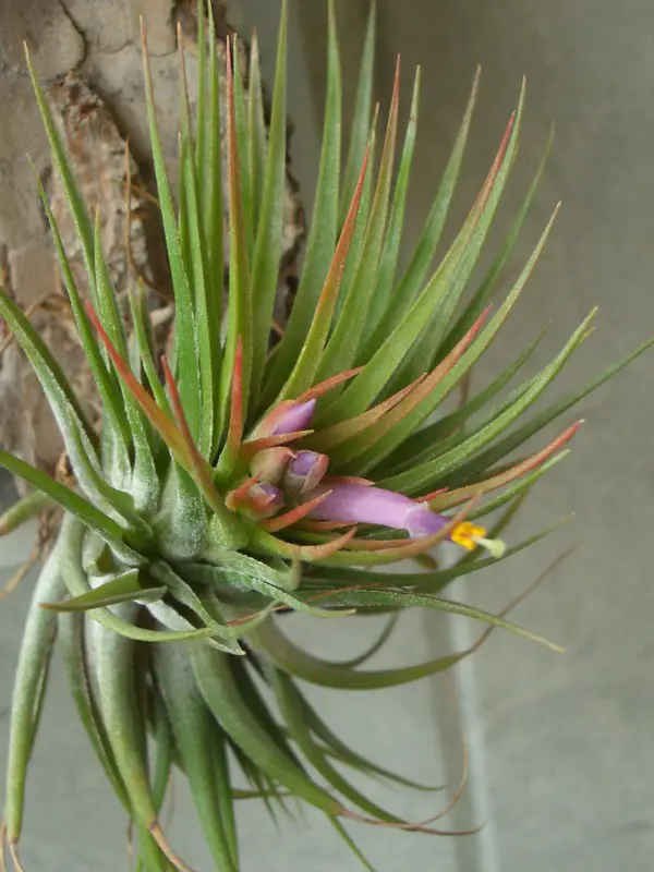 Tillandsia Kolbii Tillandsia Kolbii