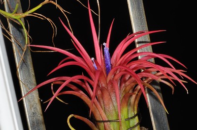 Tillandsia Kolbii Tillandsia Kolbii